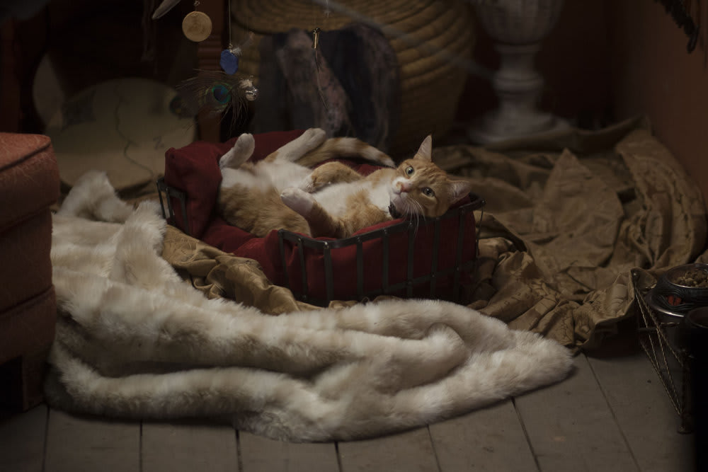 Mr. Snuggly - Midnight, Texas Season 1 Episode 1