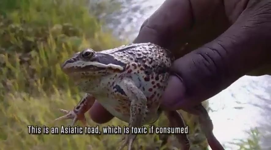 Poisonous Frog - Alone Season 5 Episode 4