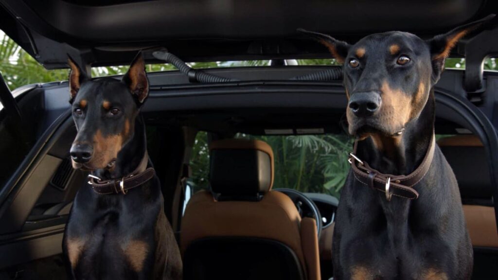 The Dogs Save the Day - Magnum P.I. Season 1 Episode 11