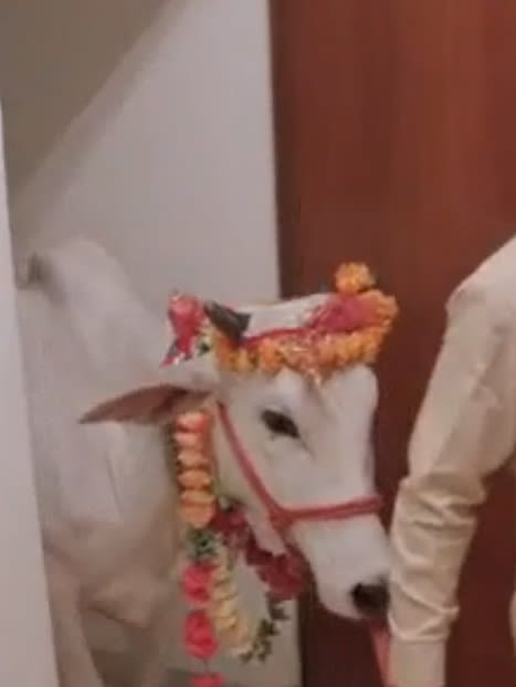 Cow Ritual - 90 Day Fiance: The Other Way Season 2 Episode 4