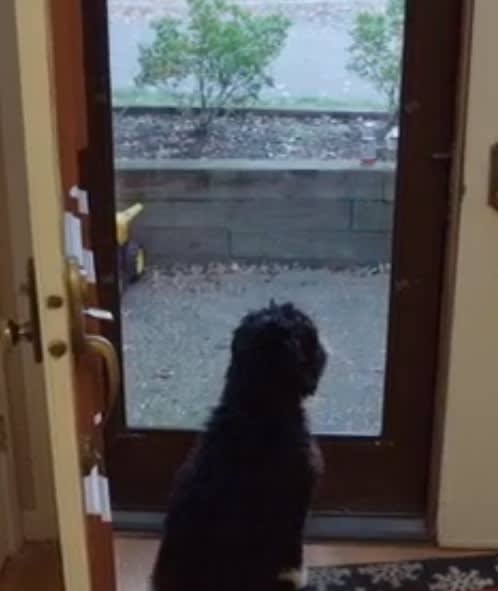 Dante the Doggo - 90 Day Fiance: The Other Way Season 2 Episode 4