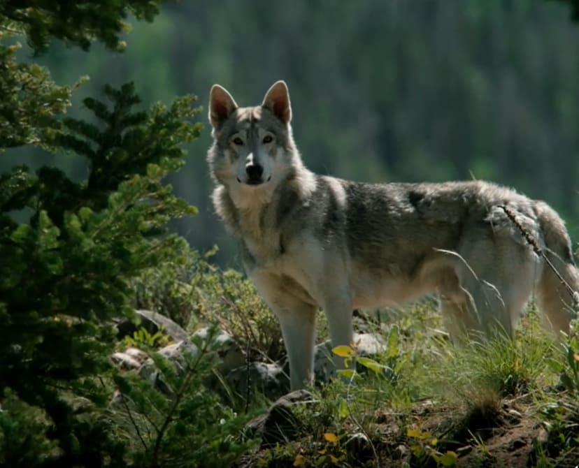 The Wolf - Yellowstone Season 3 Episode 4