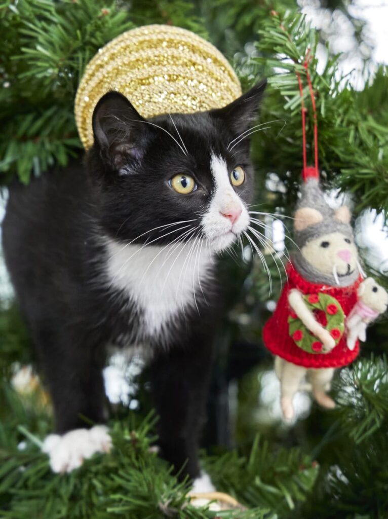 Kitten in a Christmas Tree
