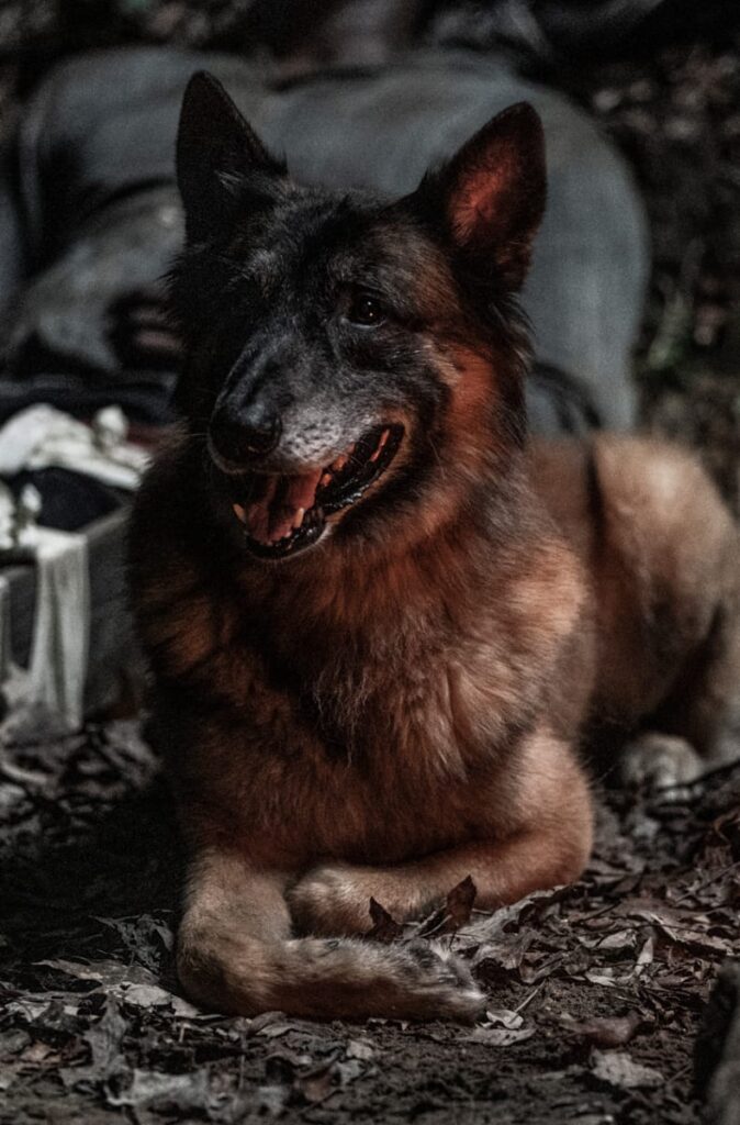 Dog Chills - The Walking Dead Season 11 Episode 9