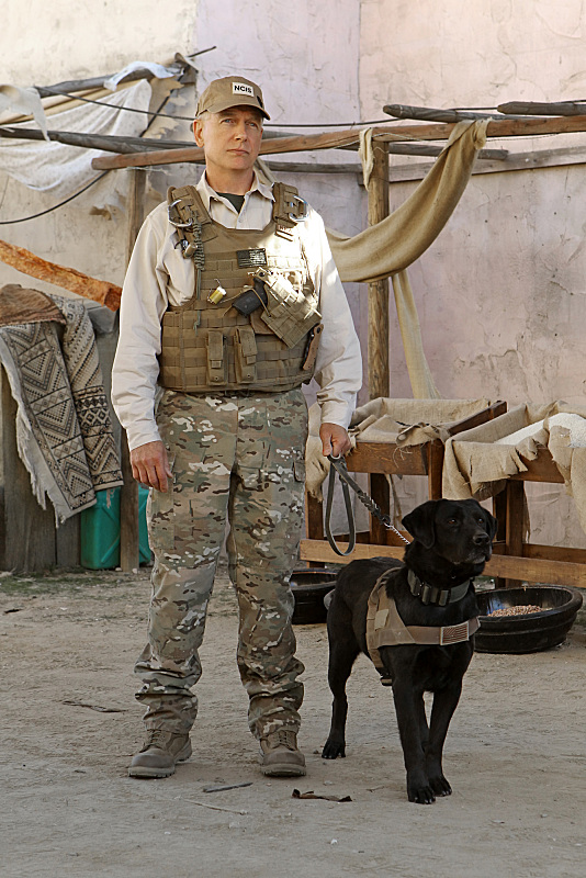 Gibbs and K9 Agent