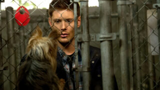 Eyes on a Canine