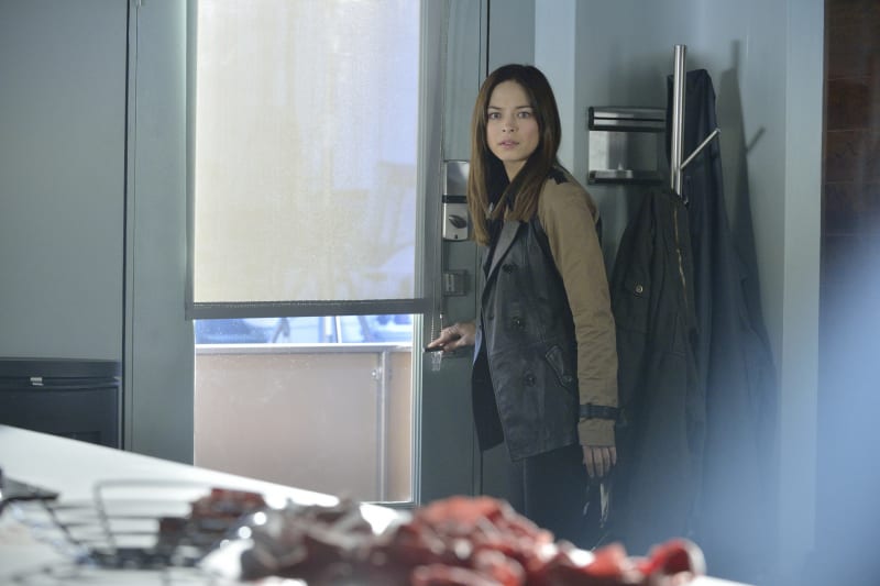 Cat on BATB
