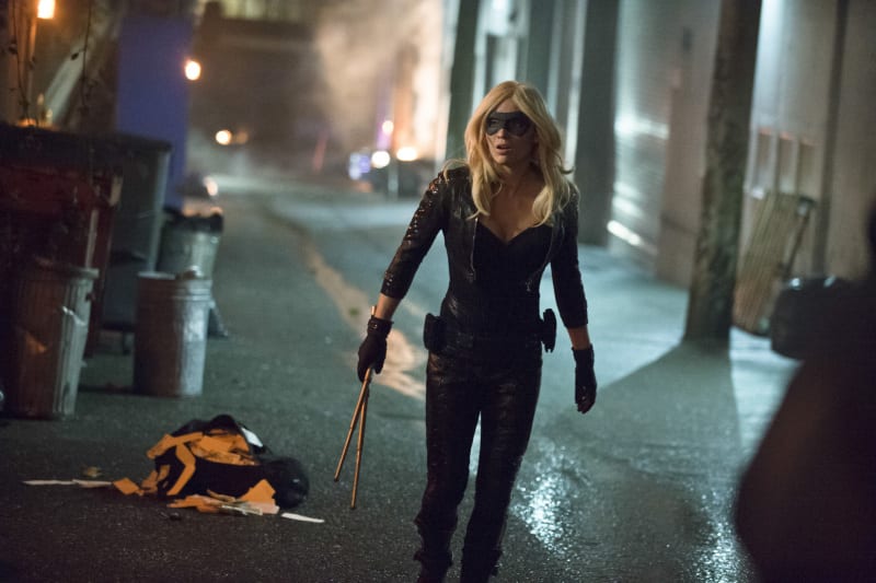Canary Ready for a Fight