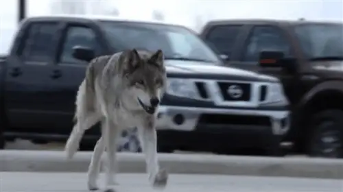 Most Unbelievable Animal Attack - Jailbreak Wolves