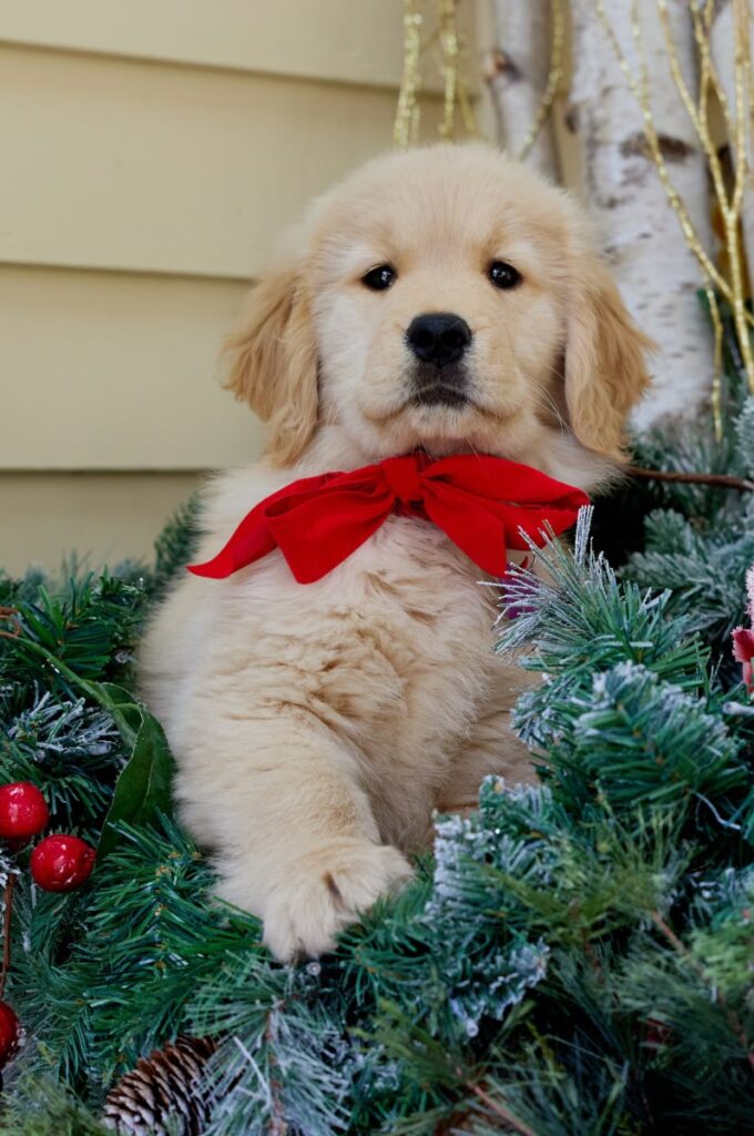 Christmas Puppy - Hallmark Channel Season 1 Episode 9