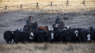 two men rustling cattle